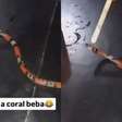 Jovem tortura cobra, publica vídeo nas redes e é processado