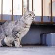 4 características do gato da raça mau egípcio