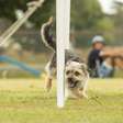 6ª Edição do Vakinha Pet acontece no Parque Marinha neste sábado, em Porto Alegre