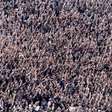 Torcedores de organizada do Corinthians vão cobrar denúncias de propina na base