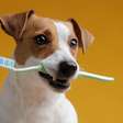 Veja como cuidar da saúde bucal do seu animal de estimação