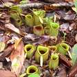 Graciosas, mas mortais: veja plantas que são carnívoras