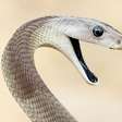 O 'incomparável' antídoto contra veneno de cobra feito a partir de homem picado 200 vezes