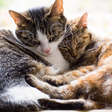 Novo gato em casa? Veja como fazer a adaptação com outros pets