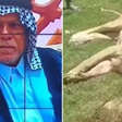 Chocante! Homem morre após tentar domesticar leão em casa; saiba detalhes