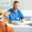 6 motivos para manter o check-up do seu pet em dia