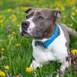 4 características do cachorro da raça staffordshire bull terrier