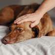 Como as zoonoses afetam os pets? Entenda!