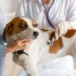 Plano de saúde para pets: especialista explica os benefícios