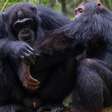 Chimpanzés selvagens são filmados usando 'primeiros socorros da floresta'