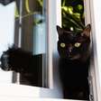 8 cuidados para o gato não sair de casa