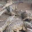 Entenda por que população de crocodilos foi colocada manualmente em rio na Venezuela