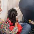 STJ decide que companhias aéreas podem recusar embarque de animais de suporte emocional