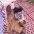 Macaca que viveu com família no interior do Paraná por 35 anos é retirada dos tutores e vai morar em Curitiba