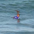 Pássaro pousa na cabeça de surfista brasileiro durante bateria de classificação