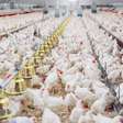 Gripe aviária: China, Argentina e União Europeia suspendem importação de carne de frango do Brasil