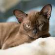 8 raças de gato mais inteligentes