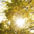 Animação e bom humor com Sol em Gêmeos: as previsões da semana de 18 a 24/05