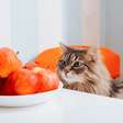 Veja como oferecer certos alimentos ao gato de forma segura