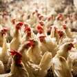 Gripe aviária vai deixar os alimentos mais caros? Especialistas apontam cenários