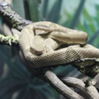 "Milagre": menino sobrevive a picada de cobra que está entre as mais venenosas do Brasil