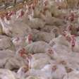 Gripe aviária: três locais são investigados no Brasil, revela Ministério da Agricultura