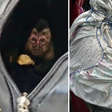 Casal suspeito de caçar animais silvestres é preso em flagrante no RJ