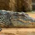 Região da Austrália concentra 100 mil crocodilos: '100% de risco de morte'