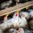 Chile, Uruguai e México também suspendem compra de frango do Brasil