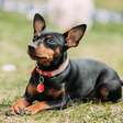 15 raças de cachorro pequeno amáveis e ideais para a sua família
