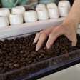 Estudo relaciona o consumo de café, arroz e ovos a níveis mais altos de substâncias químicas tóxicas no corpo