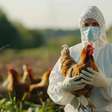 Gripe aviária: Existe risco de contaminação comendo frango e ovos?