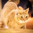 Cientistas descobrem relação entre a coloração laranja e gênero de gatos