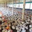 Gripe aviária: exportação de frango e ovos do Brasil está suspensa para 17 destinos; veja quais