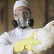Gripe aviária: por que cientistas alertam que doença pode causar próxima pandemia