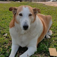 Saiba quem é Silveira, o cão da UFSM queridinho das redes sociais