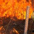 Incêndios causaram perda mundial recorde de florestas em 2024