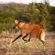 8 curiosidades incríveis sobre o lobo-guará