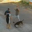 Pitbull ataca cachorro em GO e para somente após levar pedrada