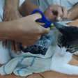 Gato 'traficante' é capturado carregando drogas para presídio na Costa Rica