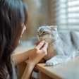 8 raças de gato extremamente dóceis