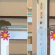 Rato aparece em 'bandejão' da PUC-SP e universidade interdita local; veja vídeo