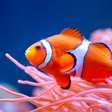 'Nemo encolhendo': peixes-palhaço menores emitem alerta sobre o calor dos oceanos