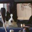 Cadela Panda vence a Palm Dog no Festival de Cannes 2025