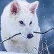 Cientista agora admite que volta de lobo extinto é falsa