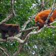 Após 260 anos, macacos bugios-ruivos são avistados em florestas catarinenses