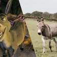 Nem burro, nem pônei: estamos chamando o burro do Shrek pelo nome errado há anos e ninguém notou