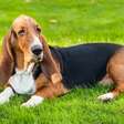 12 cachorros da orelha grande para se apaixonar descubra qual combina mais com você