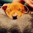 Puppy Yoga: faça uma aula, relaxe e se encante com os filhotinhos de cachorro para doação