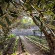 Parque Arqueológico de Pompeia reabre 'Casa do Perfumista'
